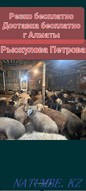 Koi Sheep Shanyrak2 tokty satylada are sold in Almaty. Big choice Almaty - photo 1
