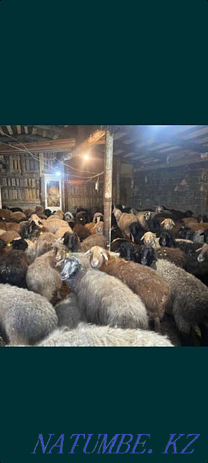 Koi Sheep Shanyrak2 tokty satylada are sold in Almaty. Big choice Almaty - photo 2