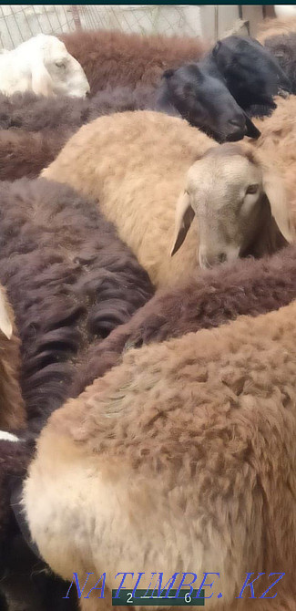 Koi Sheep Shanyrak2 tokty satylada are sold in Almaty. Big choice Almaty - photo 4