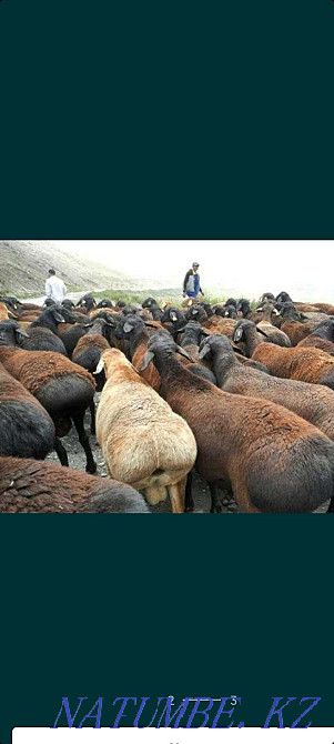Koi Sheep Shanyrak2 tokty satylada are sold in Almaty. Big choice Almaty - photo 8