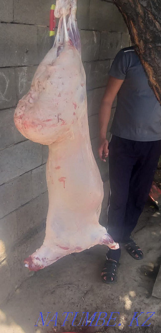 Koi Sheep Shanyrak2 tokty satylada are sold in Almaty. Big choice Almaty - photo 6