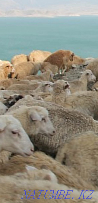 Koi Sheep Shanyrak2 tokty satylada are sold in Almaty. Big choice Almaty - photo 7