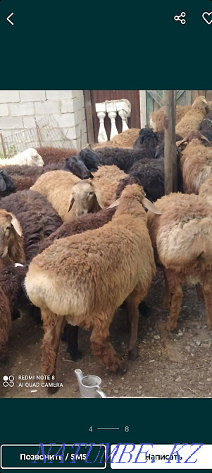 Koi Sheep Shanyrak2 tokty satylada are sold in Almaty. Big choice Almaty - photo 3