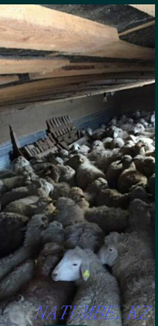 Koi Sheep Shanyrak2 tokty satylada are sold in Almaty. Big choice Almaty - photo 5