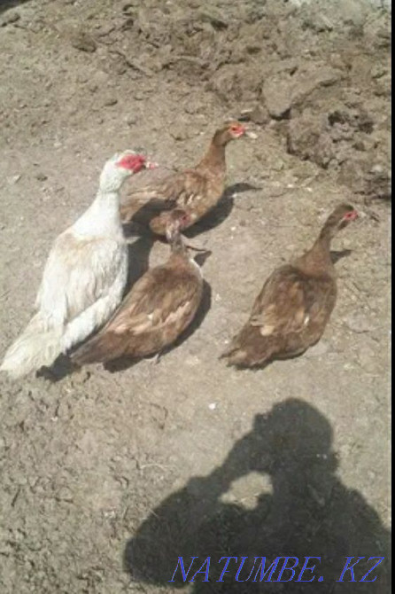 Indian woman with ducklings Taldykorgan - photo 1