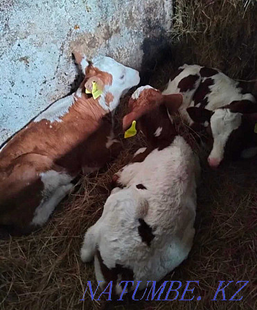 Selling purebred calves Karagandy - photo 1