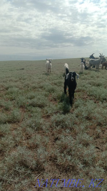 Eshky lacquer obtam) satylads  - photo 2