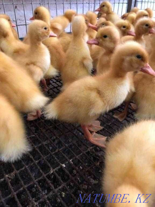 Broiler ducklings Taldykorgan - photo 2