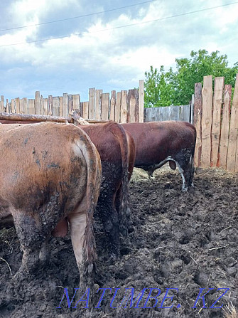 Sell Bulls Kostanay - photo 4