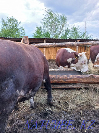 Sell Bulls Kostanay - photo 3