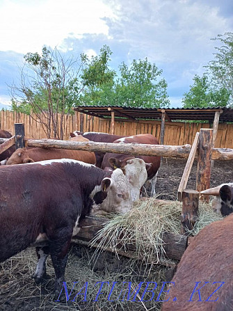 Sell Bulls Kostanay - photo 5