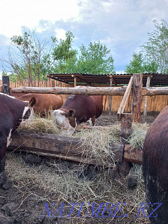 Sell Bulls Kostanay - photo 8