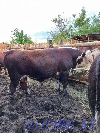 Sell Bulls Kostanay - photo 1