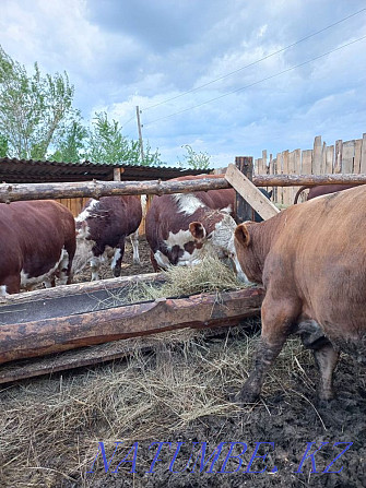 Sell Bulls Kostanay - photo 7