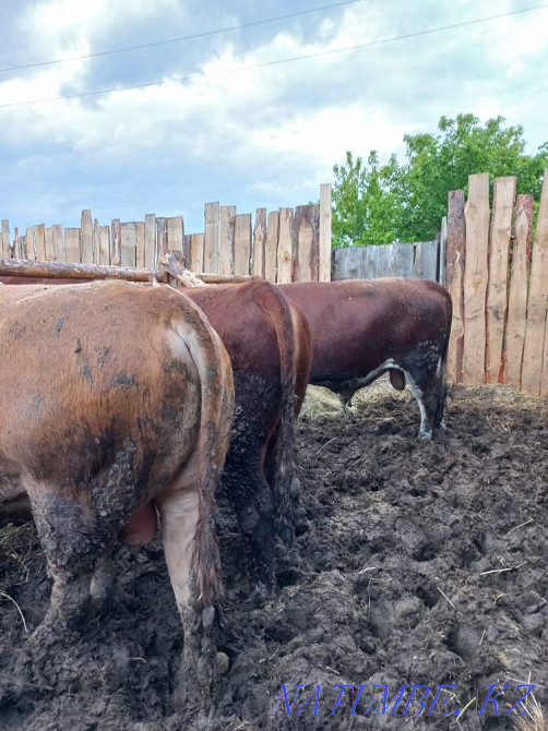 Sell Bulls Kostanay - photo 4