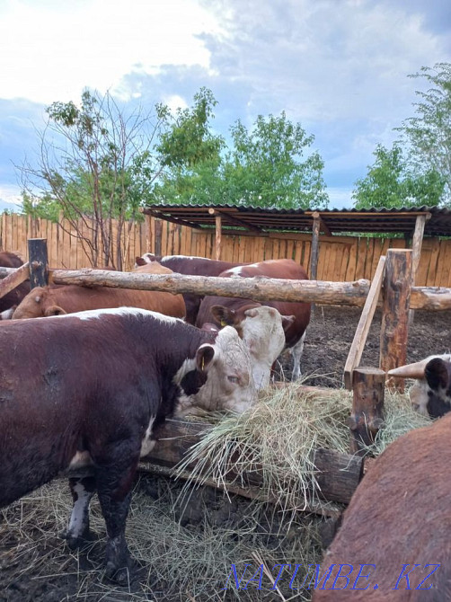 Sell Bulls Kostanay - photo 5