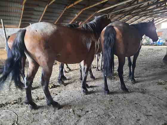 Продам лошадей жирных кабыл,семиз биелер жылкы Астана