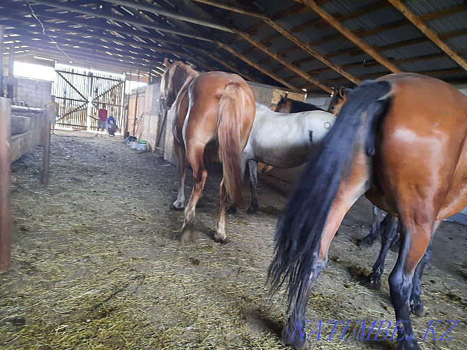 Продам лошадей жирных кабыл,семиз биелер жылкы Астана - изображение 8