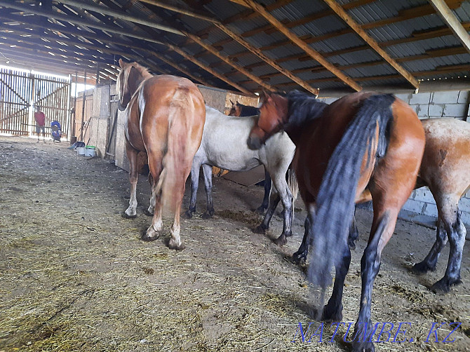 Продам лошадей жирных кабыл,семиз биелер жылкы Астана - изображение 4