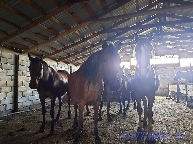Продам лошадей жирных кабыл,семиз биелер жылкы Астана - изображение 7