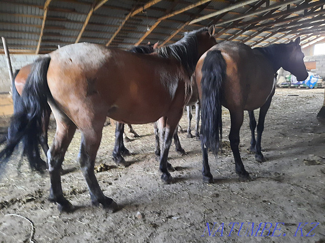 Продам лошадей жирных кабыл,семиз биелер жылкы Астана - изображение 3