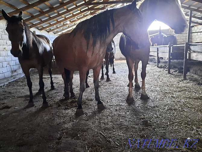 Продам лошадей жирных кабыл,семиз биелер жылкы Астана - изображение 6