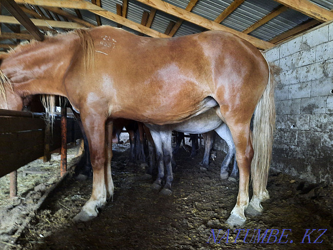 Продам лошадей жирных кабыл,семиз биелер жылкы Астана - изображение 1