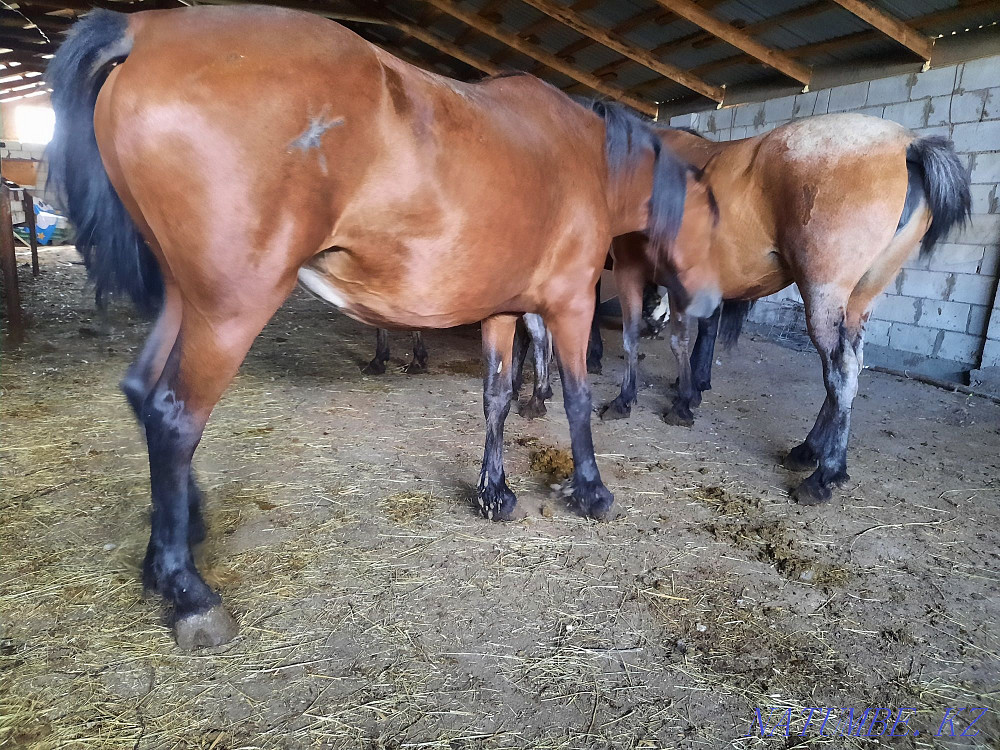 I will sell horses of fat mares, semiz bieler zhylky Astana - photo 5