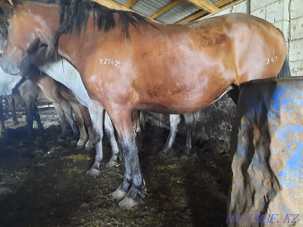 I will sell horses of fat mares, semiz bieler zhylky Astana - photo 2
