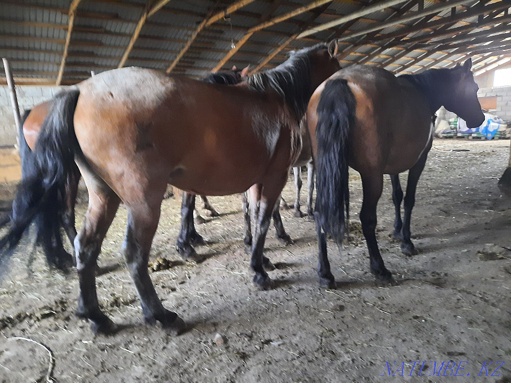 I will sell horses of fat mares, semiz bieler zhylky Astana - photo 3