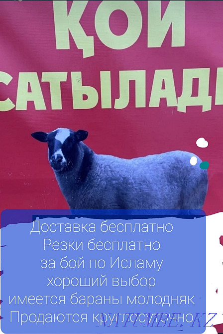Koy semiz toktylar satylady. Delivery to the door for free Almaty - photo 1