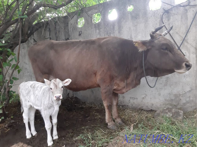 I will sell a dairy cow, with a calf Мухаметжан Туймебаева - photo 1