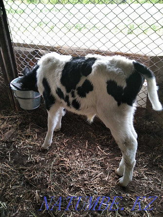 I will feed calves of a good breed Ust-Kamenogorsk - photo 1