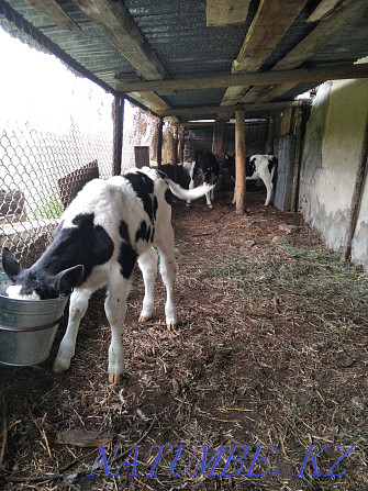 I will feed calves of a good breed Ust-Kamenogorsk - photo 7