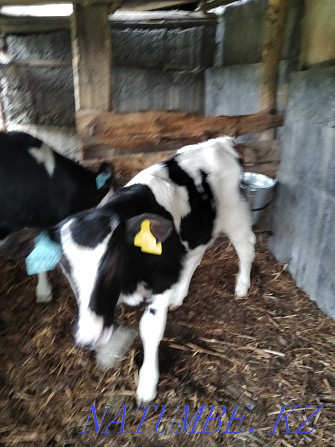 I will feed calves of a good breed Ust-Kamenogorsk - photo 4