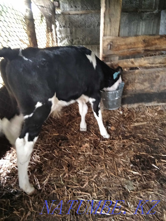 I will feed calves of a good breed Ust-Kamenogorsk - photo 2