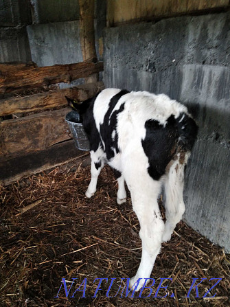 I will feed calves of a good breed Ust-Kamenogorsk - photo 3