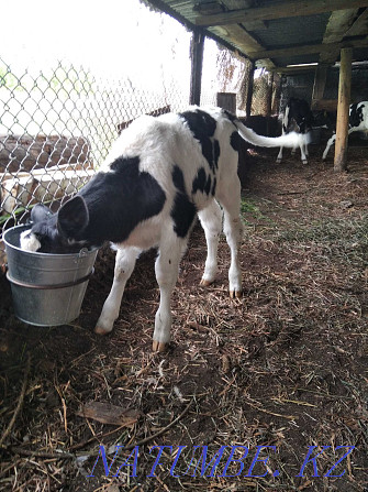 I will feed calves of a good breed Ust-Kamenogorsk - photo 6