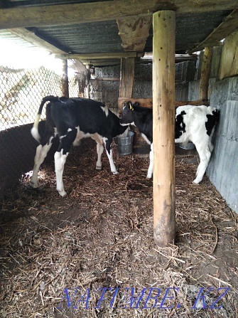 I will feed calves of a good breed Ust-Kamenogorsk - photo 5