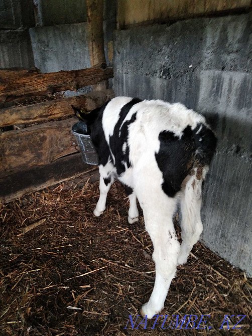 Жақсы тұқымды бұзауларға жем беремін  Өскемен - изображение 3