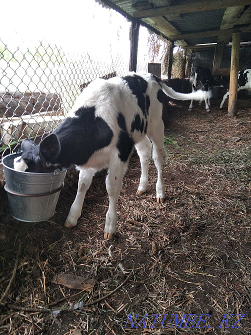 Жақсы тұқымды бұзауларға жем беремін  Өскемен - изображение 6