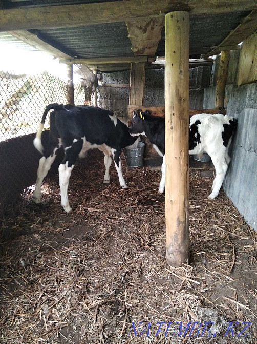 Жақсы тұқымды бұзауларға жем беремін  Өскемен - изображение 5