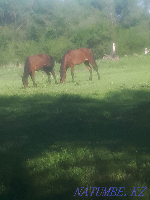 2 heads Horse, mare, bee for two or separately Esik - photo 2