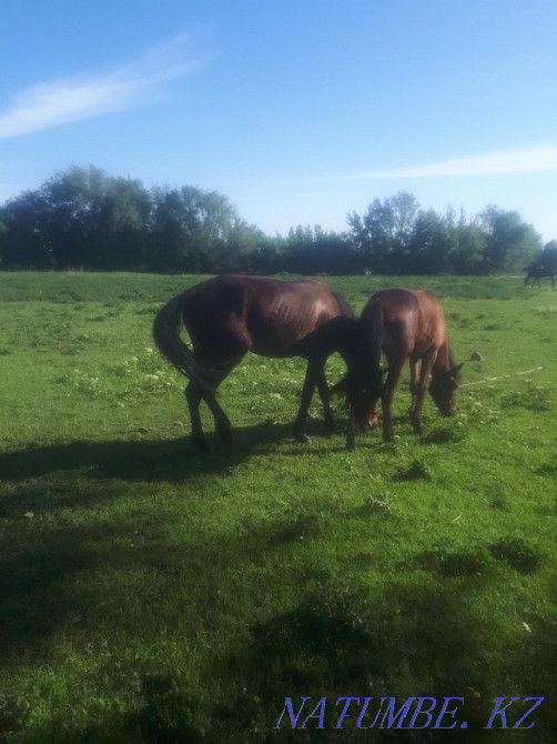 2 heads Horse, mare, bee for two or separately Esik - photo 4