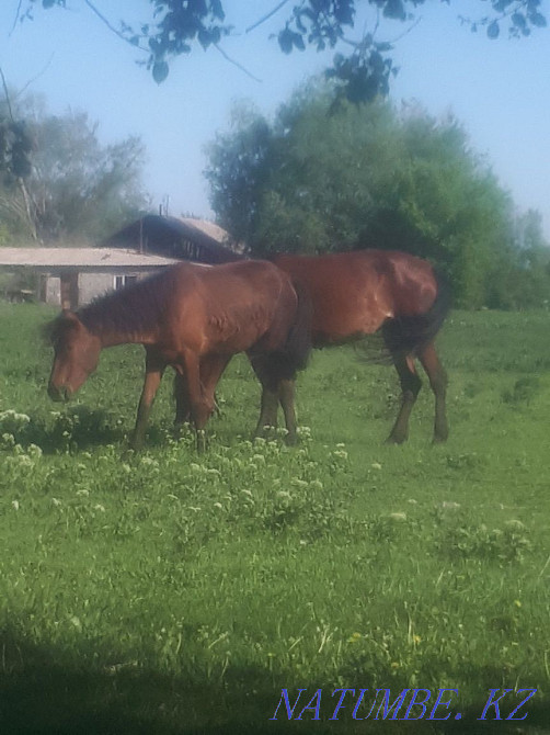 2 heads Horse, mare, bee for two or separately Esik - photo 3