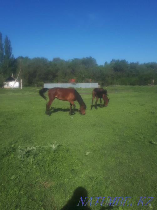 2 heads Horse, mare, bee for two or separately Esik - photo 1