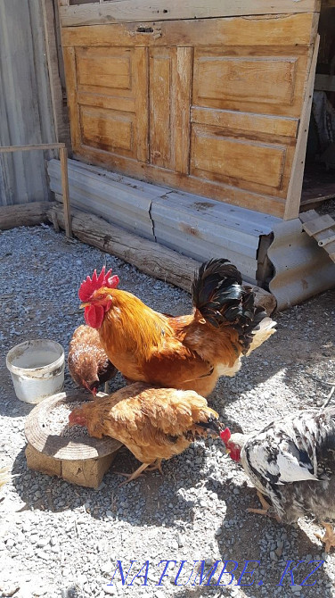 Rooster exchange for hens Балыкши - photo 1