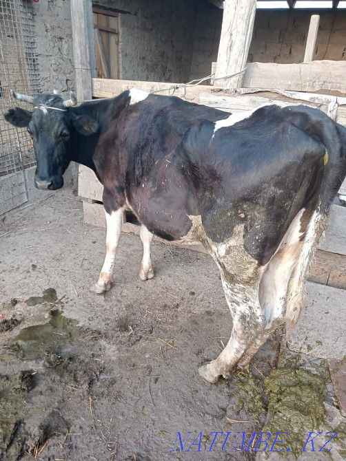 Urgently selling stele cow  - photo 1