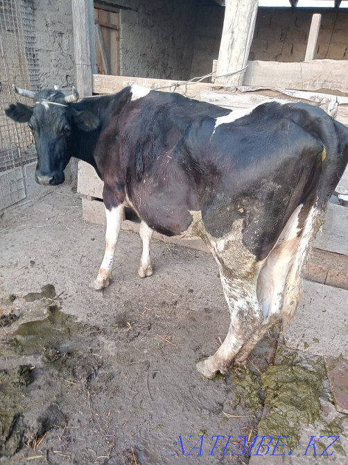 Urgently selling stele cow  - photo 2