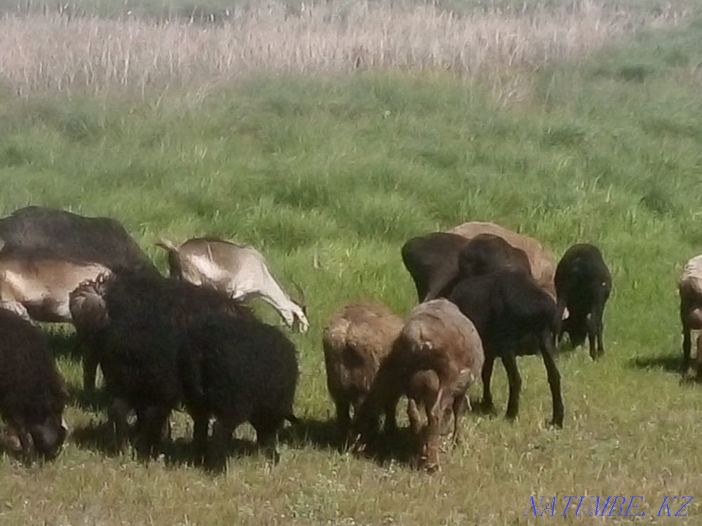 Baran Koylar bar zhaksy zhagdayy Astana - photo 1